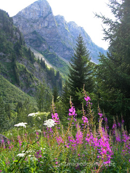Châtel: Un jardin nature en montagne